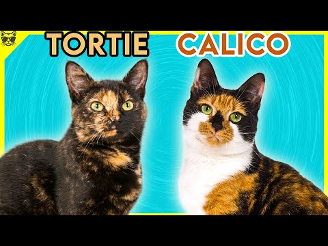 Pisicile Tortie si Calico - Afla De Ce Sunt Speciale