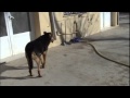 Video ältere Hunde bei Raquel in Spanien.wmv
