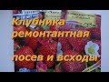 Клубника ремонтантная F1. Посев и всходы