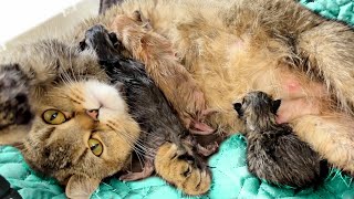 The mother cat gets angry and growls every time the newborn kitten meows