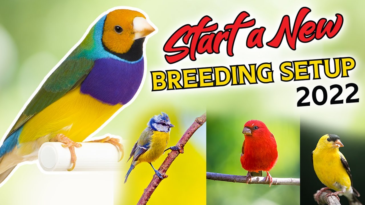 Finches Breading Setup Start in 2022 Ahsan finch farming Birds