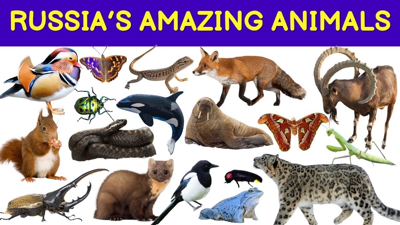 Amazing Animals Found in Russia | Russian Wildlife Animals Names