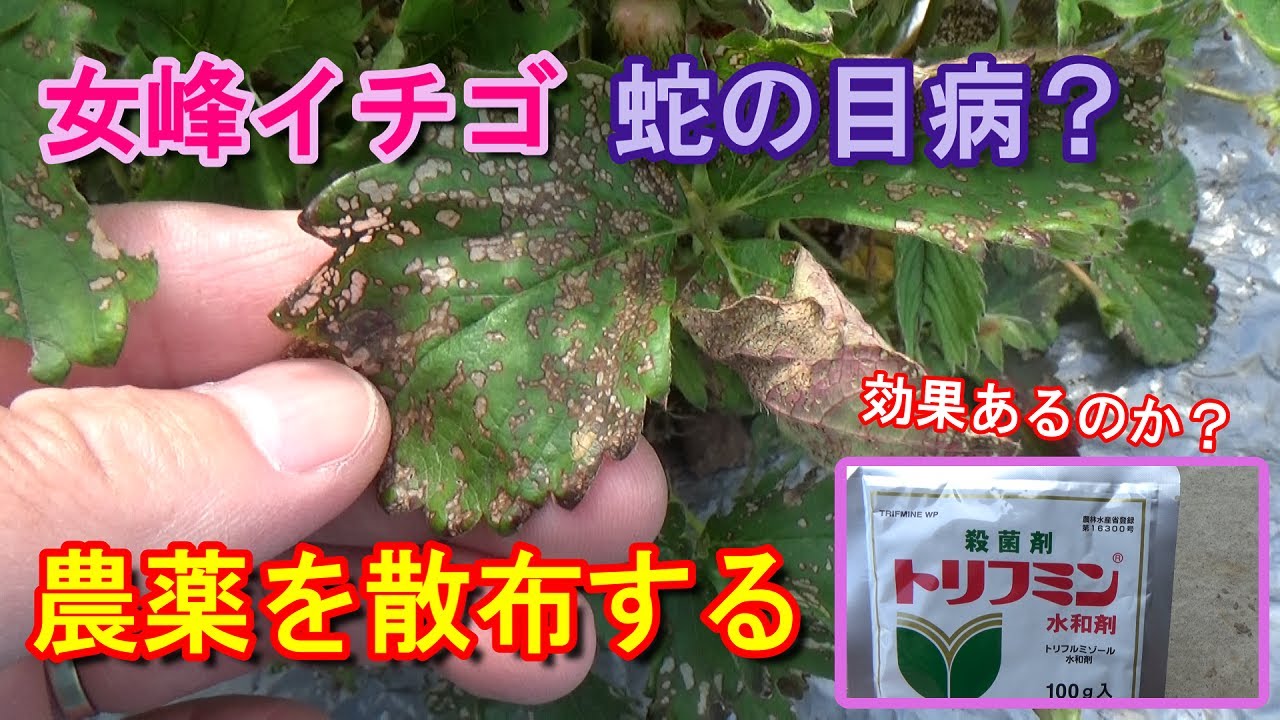家庭菜園 マジで 女峰イチゴが蛇の目病に 農薬を散布する Youtube
