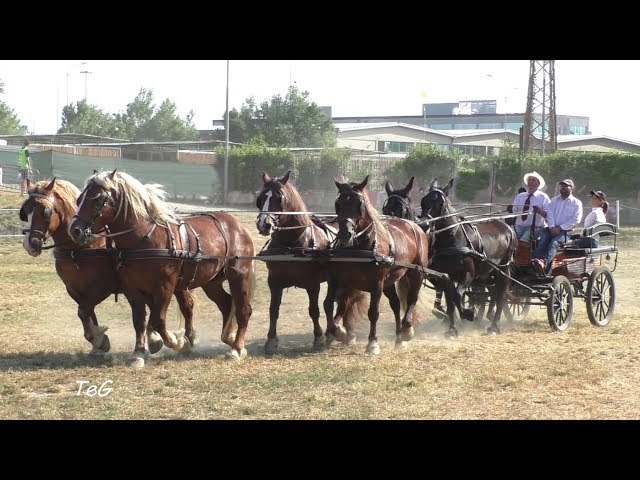 Tiri lunghi attacco a 6 cavalli TPR - San Savino 2018