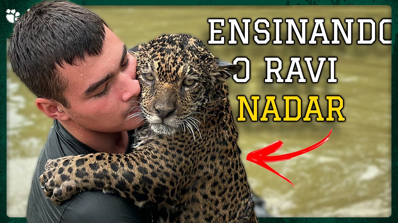 ENSINANDO UM FILHOTE DE  ONÇA-PINTADA NADAR | TIAGO JÁCOMO