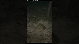 Rare Northern Bettong goes round and round the truffle bait!
Round and round the truffle bait the endangered Northern Bettong goes.
There’s still time to vote for Australia’s truffle-loving bettong and secure its much-deserved spot in the Top 10 of @theprojecttv’s ‘Marsupial of the Year’. You have until 7pm tonight to help the species, one of 20 Australian mammals at greatest risk of extinction!
Vote now 👉 https://www.marsupialoftheyear.com.au/
Lear more about the species 👉 https://www.australianwildlife.org/wildlife/northern-bettong/
📷 AWC
#AWC #AustralianWildlife #NorthernBettong #MarsupialOfTheYear #EndangeredSpecies #TheProjectTV Rare Northern Bettong goes round and round the truffle bait!