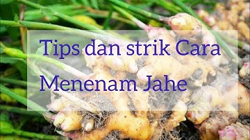 Tips dan Trik cara menanam jahe || Cara memilih bibit jahe yang baik || cara semai dan perawatan