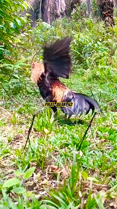 Download lagu KEPAKAN DAN KOKOKAN PEMANGGIL AYAM HUTAN TERBARU 2025 || PIKAT AYAM HUTAN JALAK 42