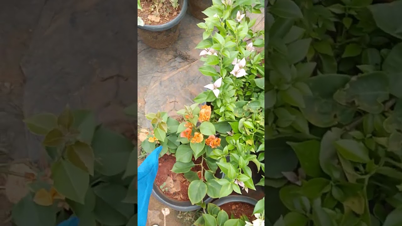 Four Colours 🌺🌸  🌼flowers appear same 🌱💐🦄