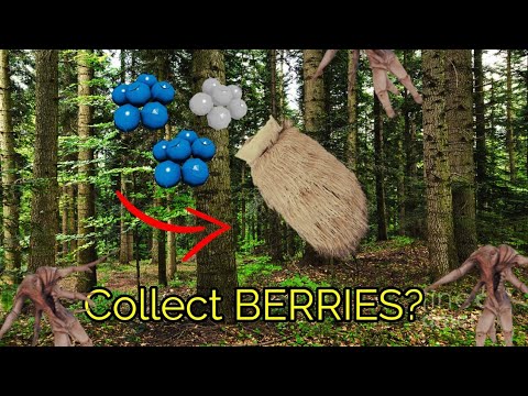 Video: How To Pick Berries In The Forest
