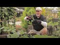 How to Plant and Grow Tomatoes with David Rizzo