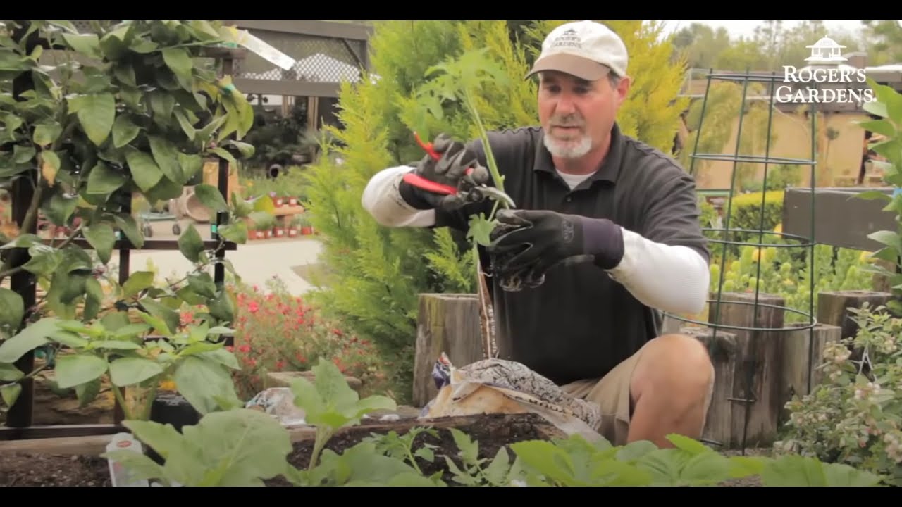 How to Plant and Grow Tomatoes with David Rizzo - YouTube