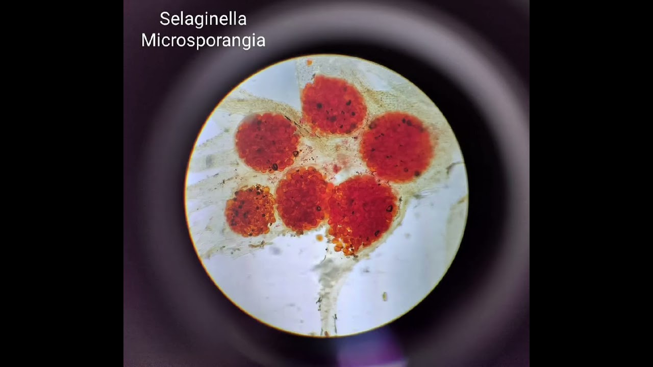 botany spotting slides under microscope 🔬 bsc/msc