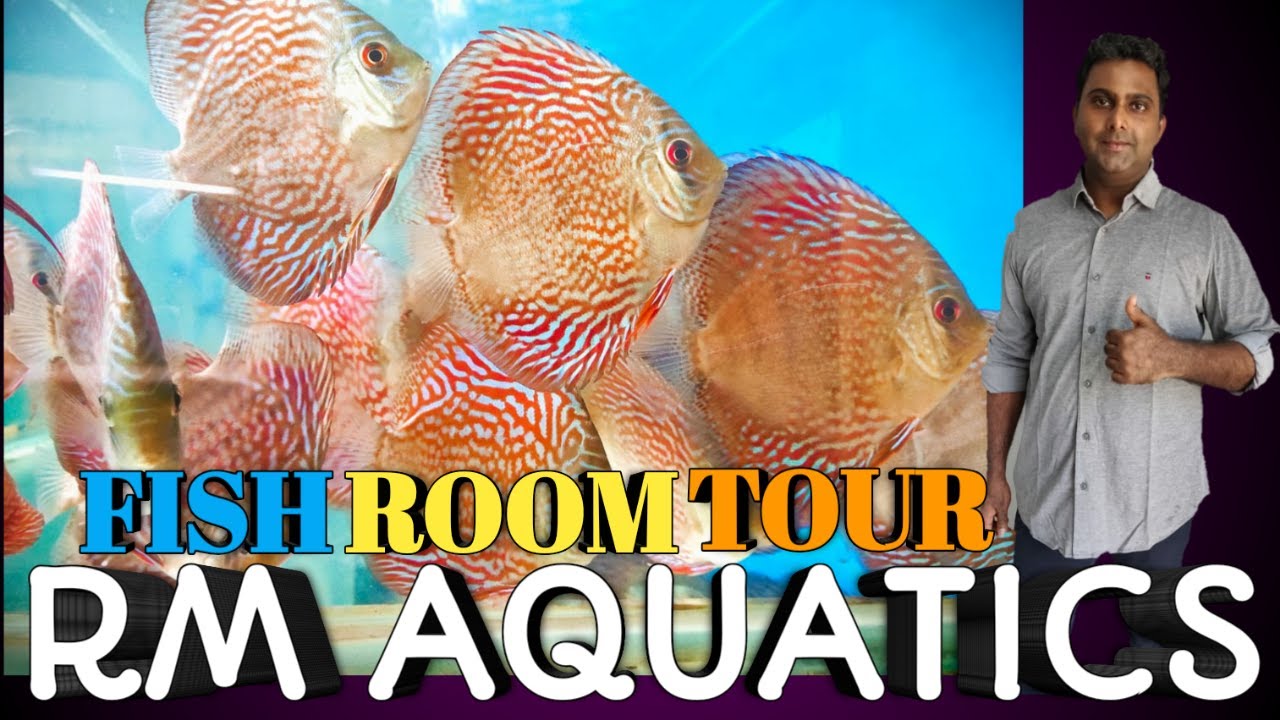 Discus fish Wholesale & Retail in Mumbai No Price Mentioned Discus fish for Sale in Mumbai