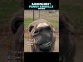 Ranking Top 5 Funny Animal Reactions 😂 | Viral #shorts