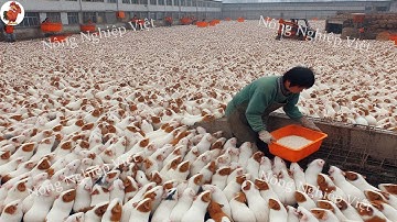 Trang Trại Chuột Lang Trung Quốc - Hãy xem cách Trung Quốc kiếm triệu đô từ nuôi Chuột Lang