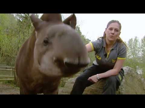 Video: Tapir är Låglandstapir