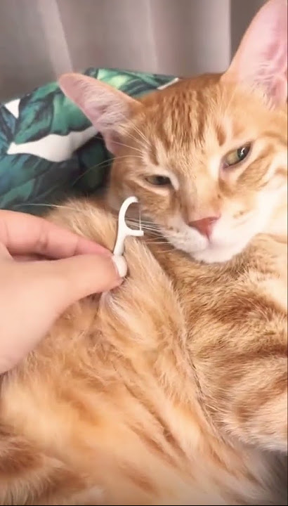 viocat or caiolin?! #cats