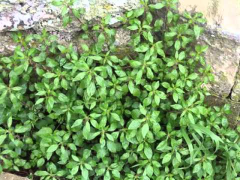 Health Benefits of Pellitory Herb