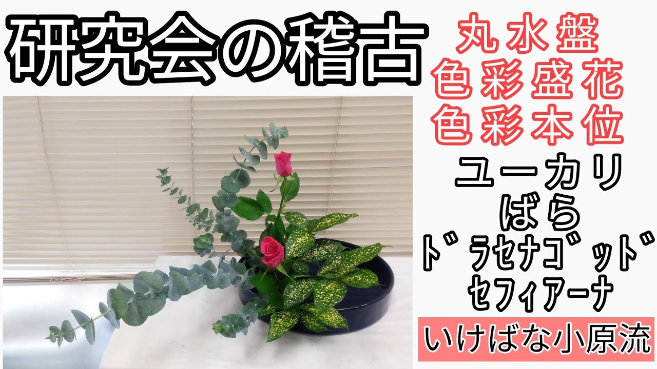 いけばな小原流　研究会の稽古　色彩盛花色彩本位　ユーカリ　ばら　ﾄﾞﾗｾﾅｺﾞｯﾄﾞｾﾌｨｱｰﾅ　丸水盤　傾斜型　始めよういけばな　レッスン！