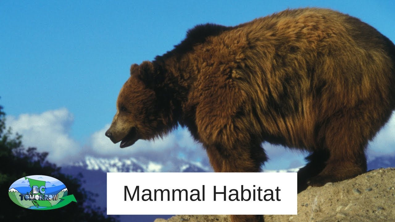 British Columbia Mammal Habitat - YouTube