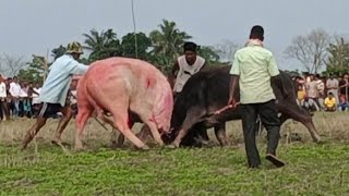 Noion Hazarika moh//Dipam Deuri moh//Nonda deka moh//Khukleswar moh//Ankur Das r moh//