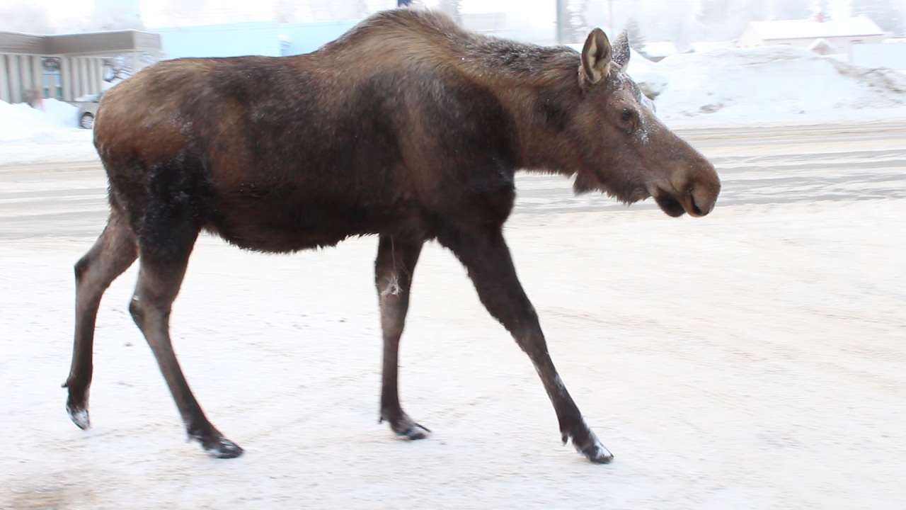 Urban Moose Anchorage, Alaska YouTube