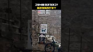 해외에서 함부로 고양이를 따라가면 안되는 이유#고양이 #cat