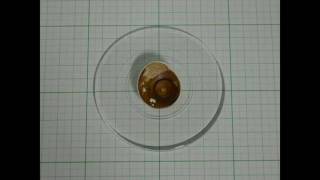 回る美術館 サザエの蓋6 Lid Of The Turban Shell Youtube 回る美術館 サザエの蓋6 Lid Of The Turban Shell Youtube