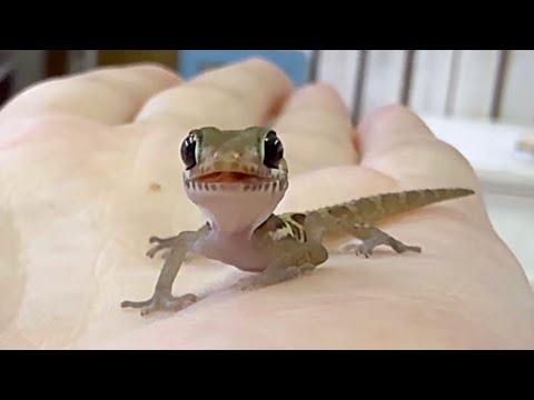 産まれたばかりのヤモリの赤ちゃんにエサをあげる