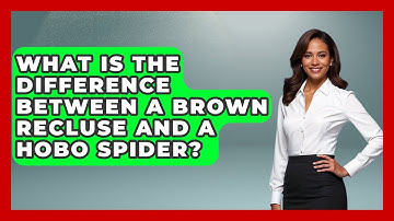 What Is The Difference Between A Brown Recluse And A Hobo Spider? - Insects and Invaders