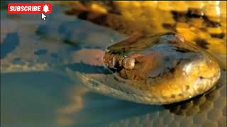 Download Lagu Tropical forests of Sumatra with natural beauty \u0026 habitat  MP3