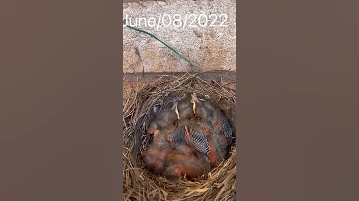 Baby Robin Found on Meter box part 2