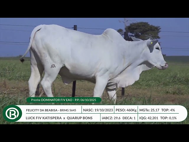 Lote 29   Leilão Beabisa – Matrizes Top Genética – 10ª Edição