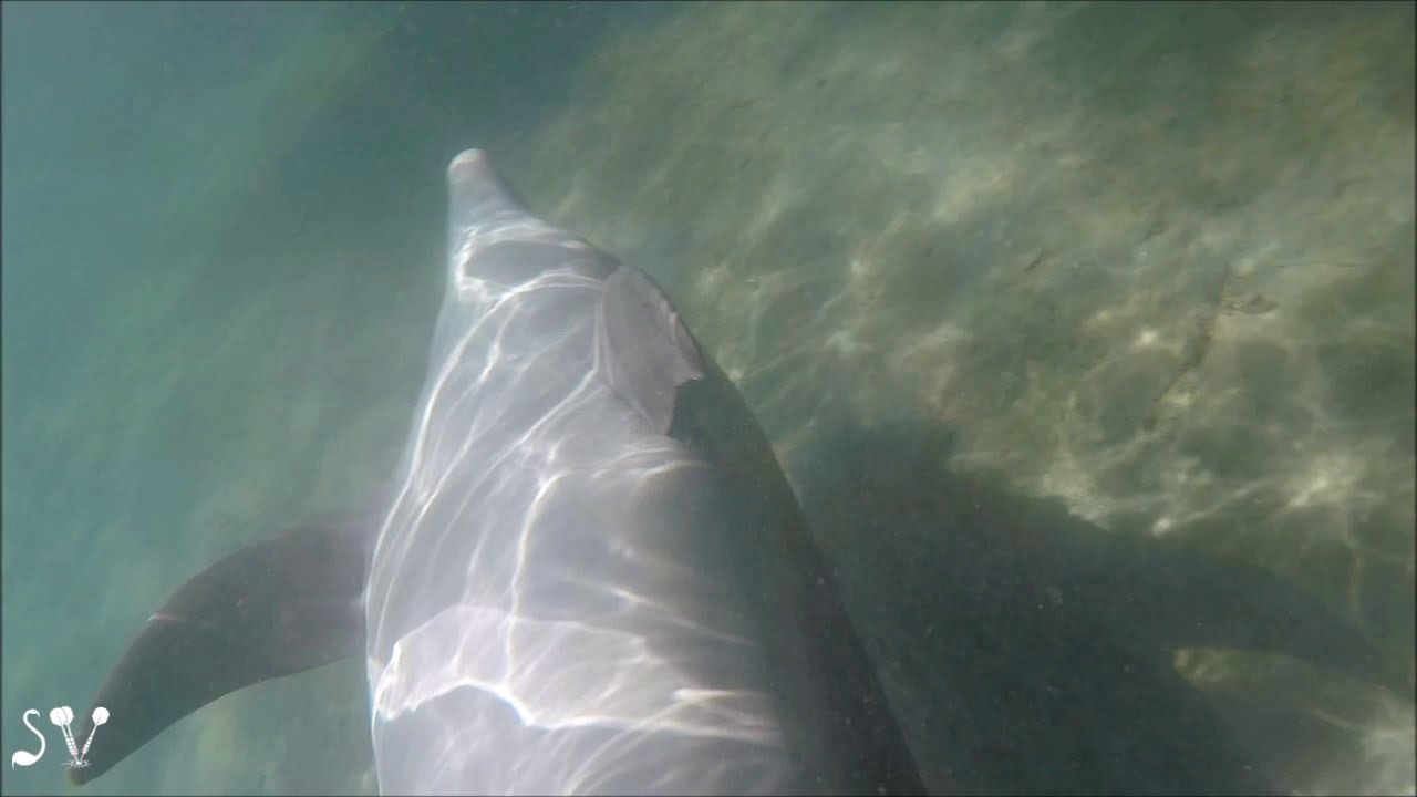 Dolphin Reef, Eilat / Дельфиний риф