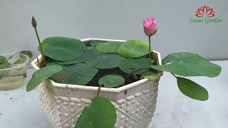 Sports Performance Spark lotus flower | grow lotus in small pot