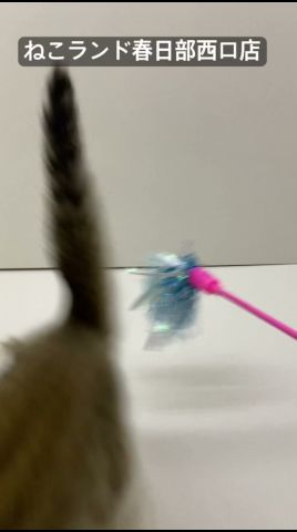 【子猫販売】#スコティッシュフォールド #こねこ #日本猫 #ねこランド #春日部