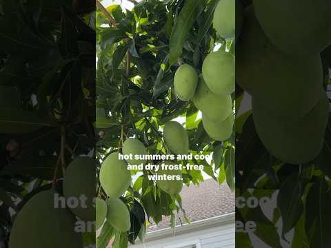 Video: Je mangovník stálezelený strom?