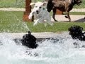 MURRIETA: Dog water park opens to public