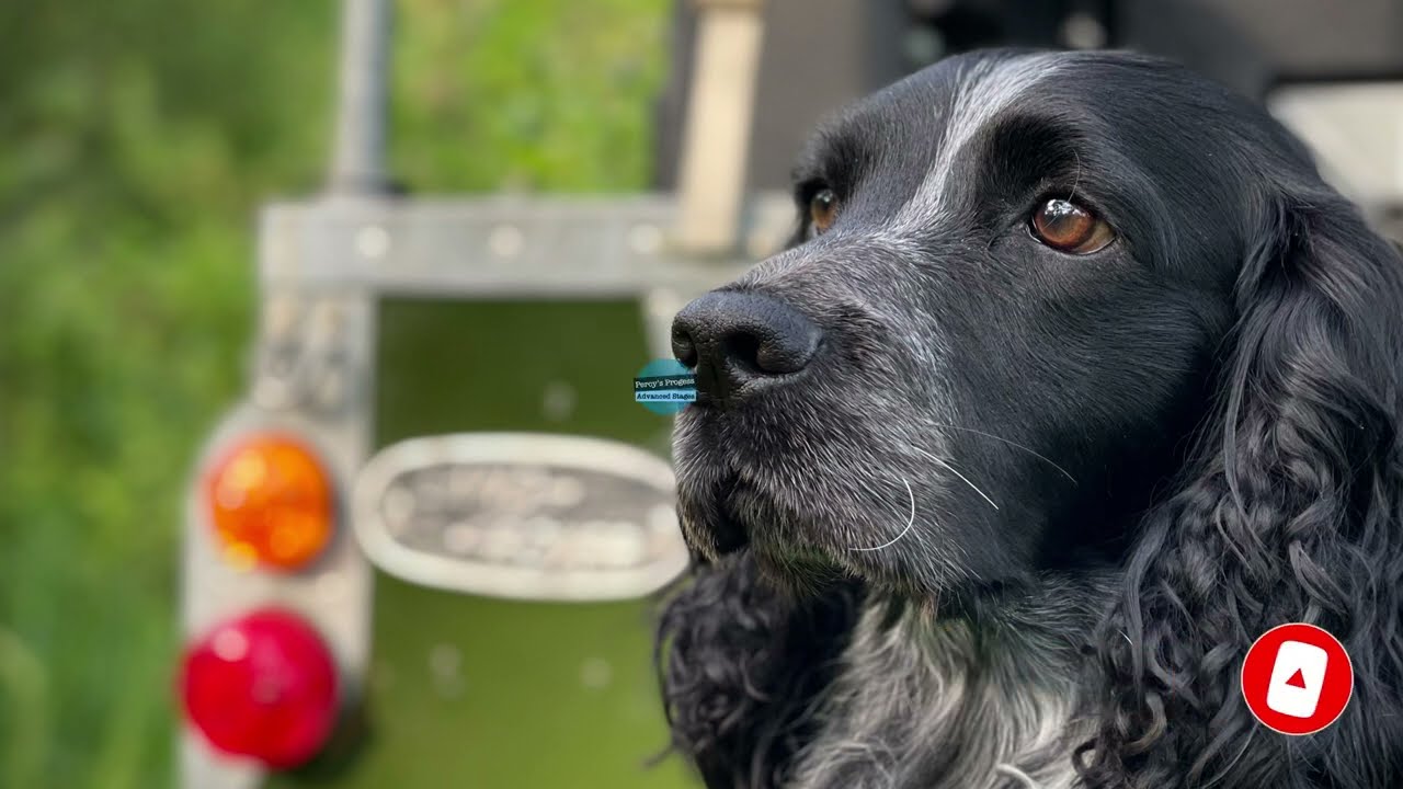 Gundog Training - Percy’s Progress - Working A Back Wind