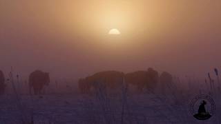 Winter Bison Sunset