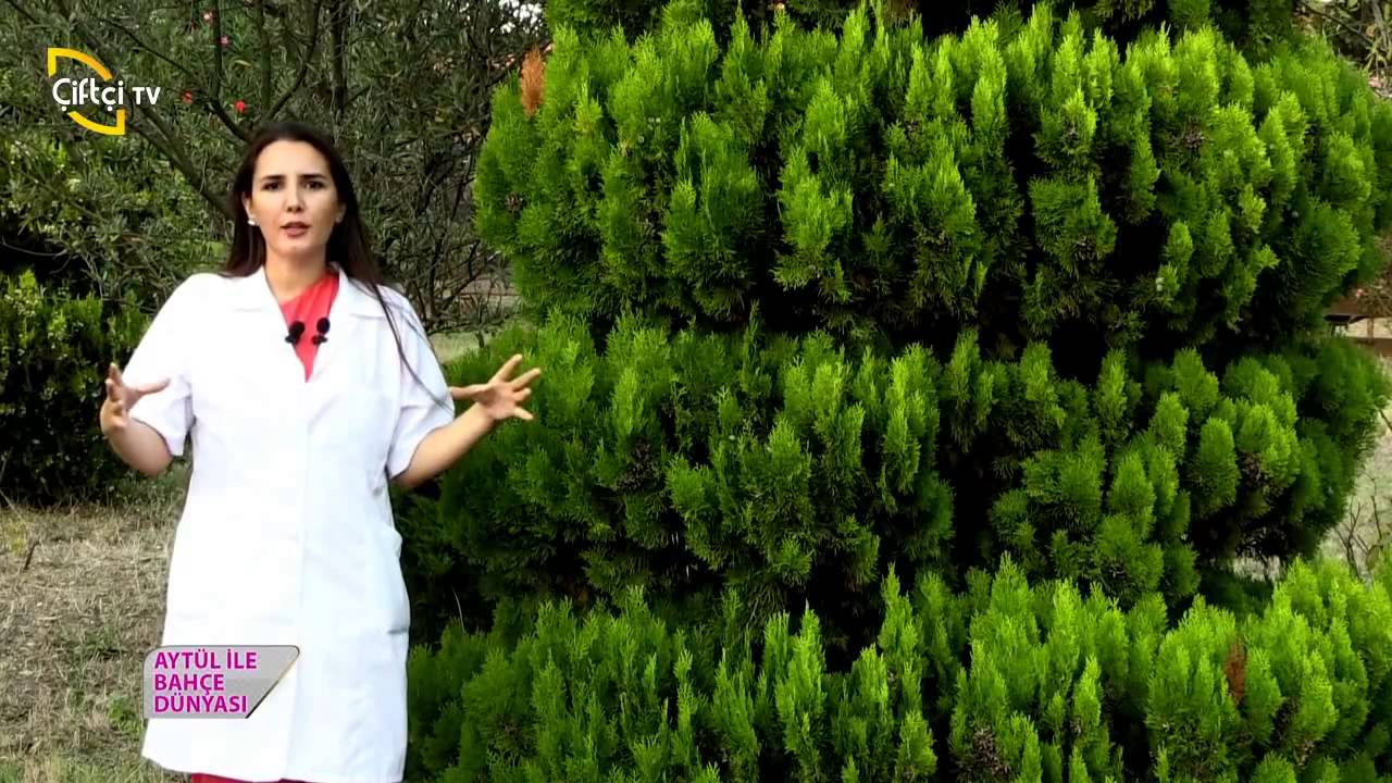 SEBZE ve MEYVE BAHÇESİ DÜZENLEME     AYTUL TEMIZ