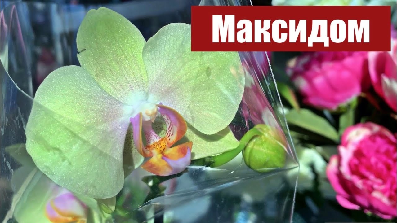 ОРХИДЕИ в Максидоме на Дунайском пр. СПБ, 24.05.22. - YouTube