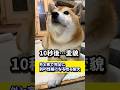 家と外で全くの別の性格になる唸る柴犬がこれです #shibadog #柴犬 #sibainu  #犬のいる生活 #shorts