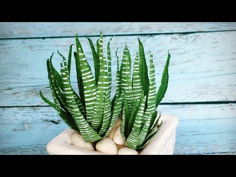 Video: Containerpflanzung mit Dracaena: Auswahl von Begleitern für Dracaena in einem Topf