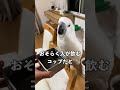 人が使うコップから水を入れてオウムに渡すとがぶ飲みする#shorts