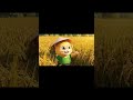 lúa của catbee chín rồi, cattbe sắp có gạo để ăn rồi cả nhà ơi