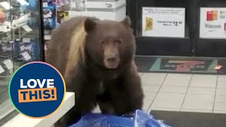 Huge brown bear enters 7-Eleven and helps itself to candy | SWNS