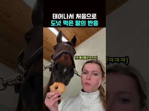 ❤️100만뷰❤️태어나서 처음으로 도넛 먹은 말의반응