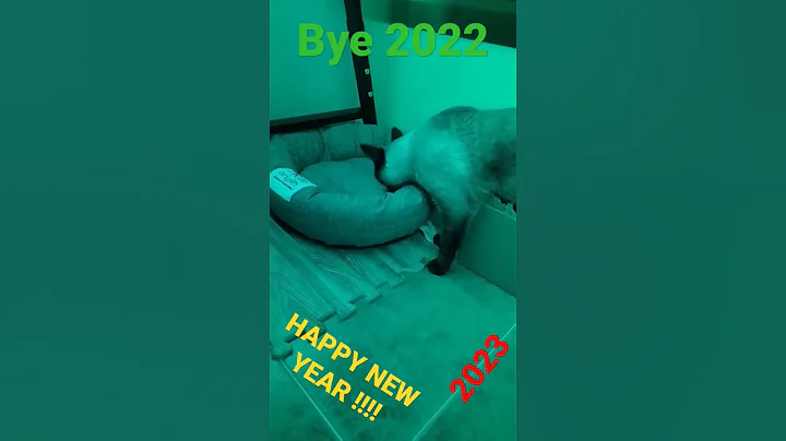 Cats on new years eve !! #newyear#shorts#2022#2023#fireworks#goodluck#cute#cats#happynewyear#newyear
